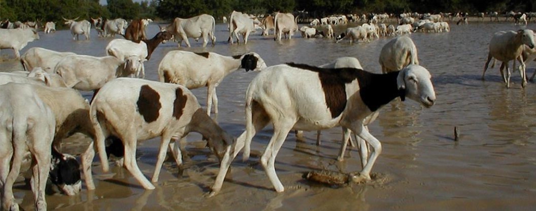 Moutons, Burkina Faso