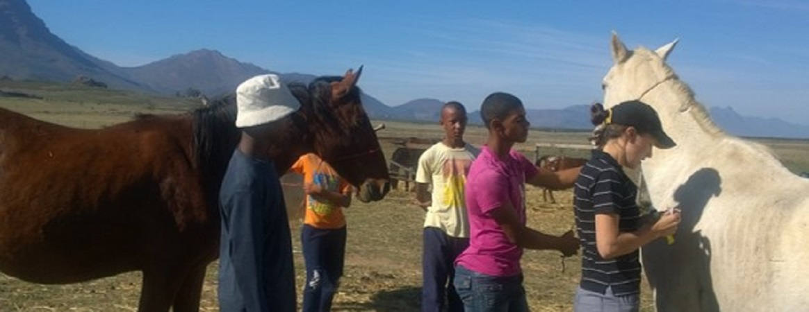 Sampling horses in South Africa