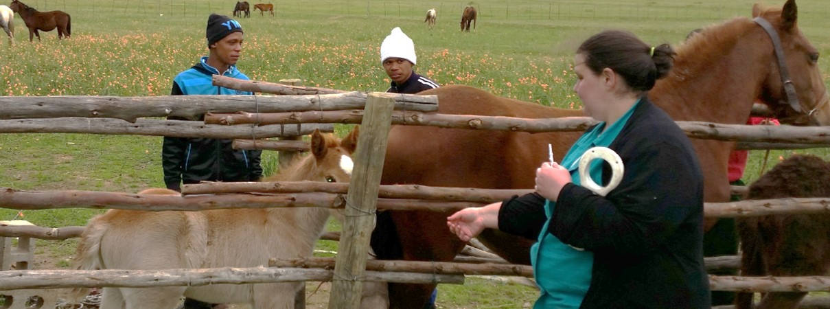 Vaccinating horses in South Africa