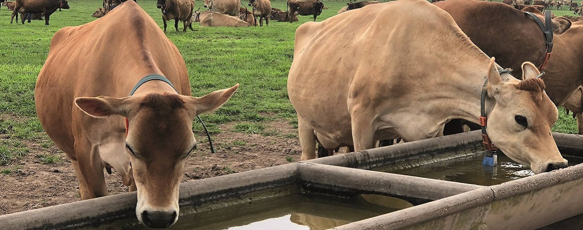 drinking cows
