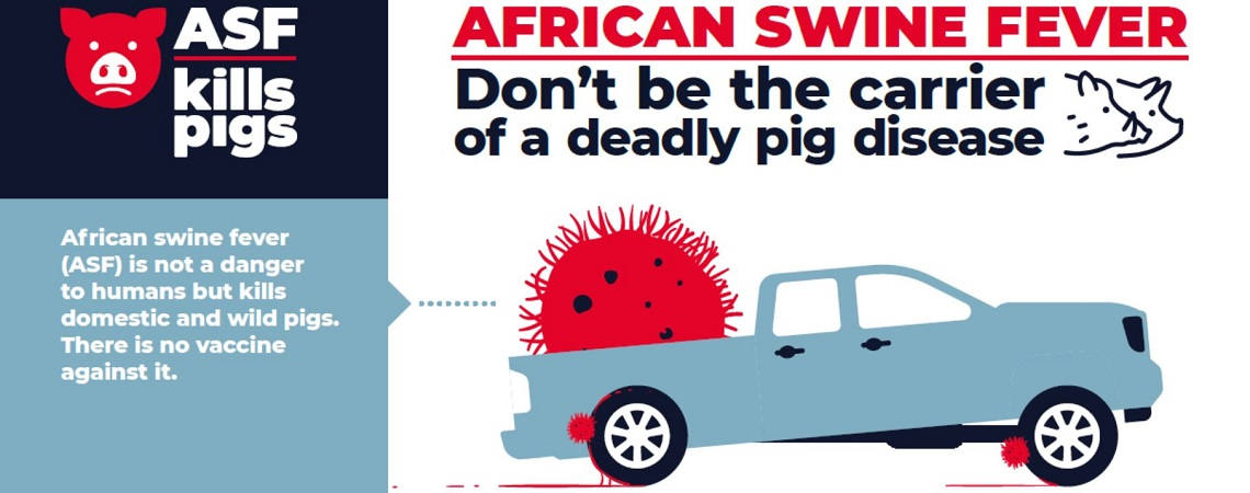 ASF Kills Pigs