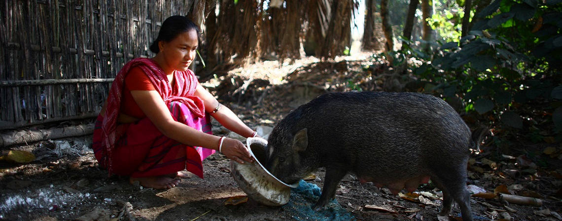Woman feeds pig