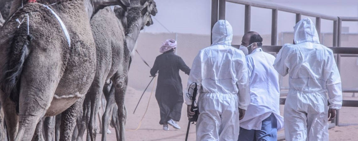 Veterinarians and camels before joining the King Abdelaziz festival