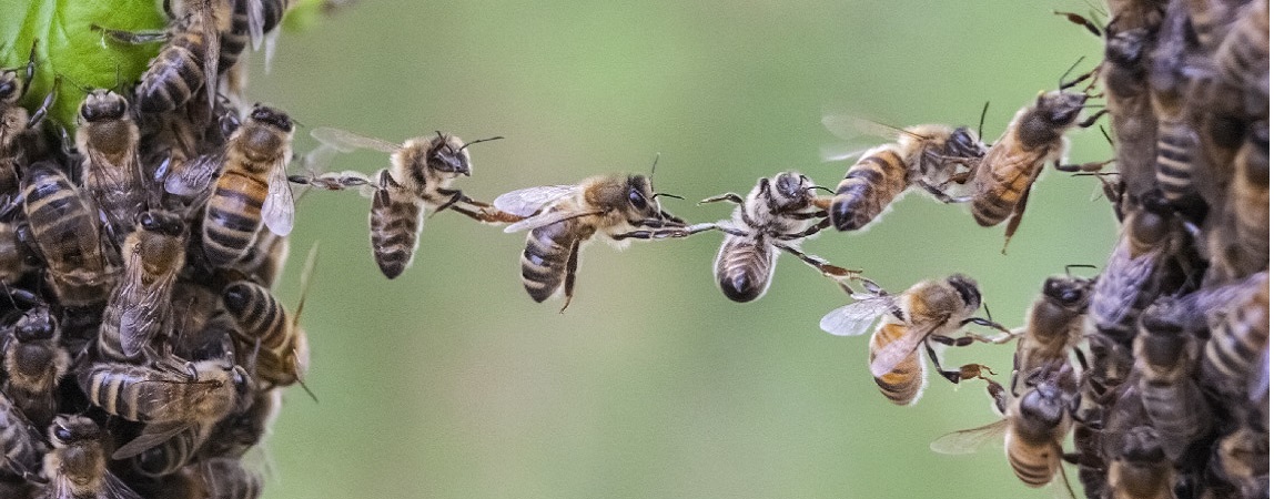 chaine d'abeilles